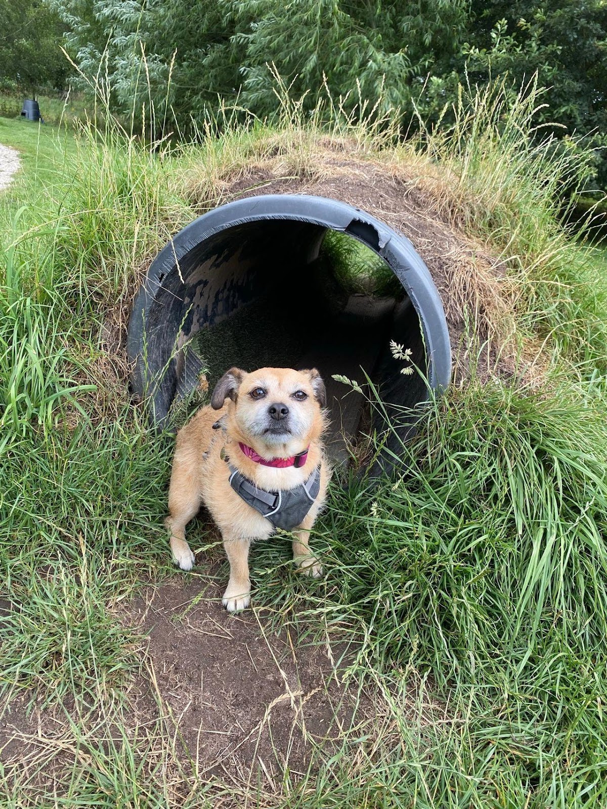 Maisy at the entrance to one of Unleashed at Wrenbury Hall Woods' dog tunnels
