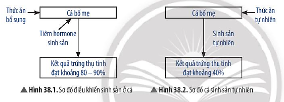 BÀI 38: CÁC YẾU TỐ ẢNH HƯỞNG ĐẾN SINH SẢN VÀ ĐIỀU HÒA, ĐIỀU KHIỂN SINH SẢN Ở SINH VẬT