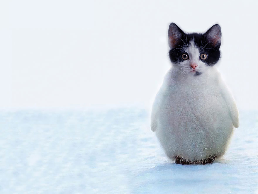 Funny Penguitten Animal Photo