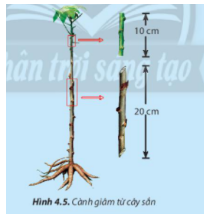 BÀI 4. NHÂN GIỐNG CÂY TRỒNG BẰNG PHƯƠNG PHÁP GIÂM CÀNH