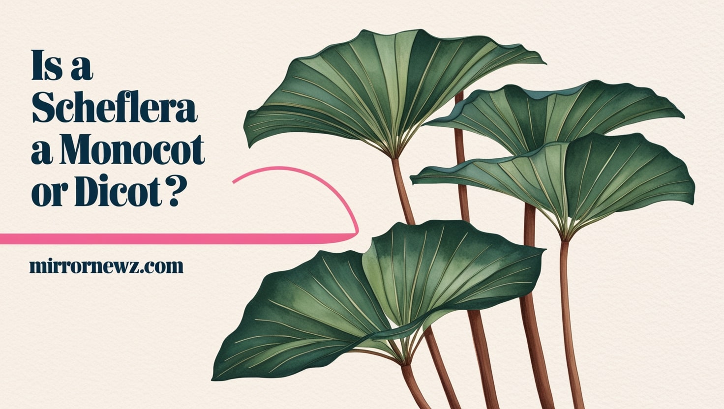 is a schefflera a monocot or dicot
