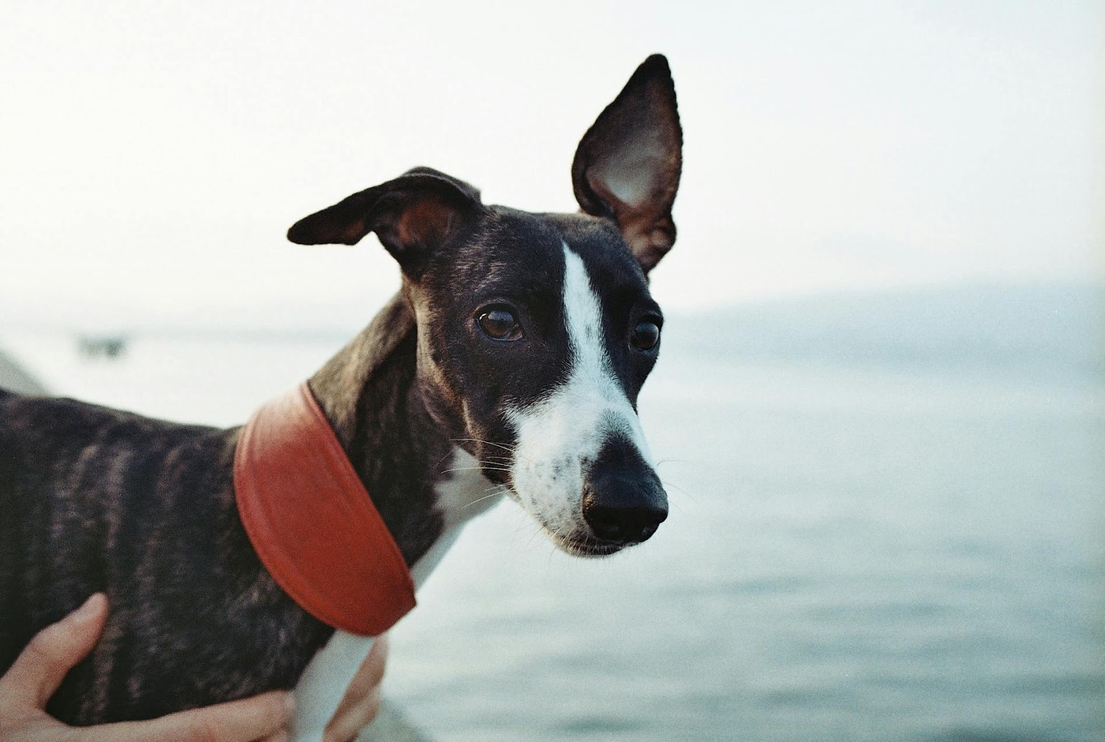 Whippets: The Sun Worshippers