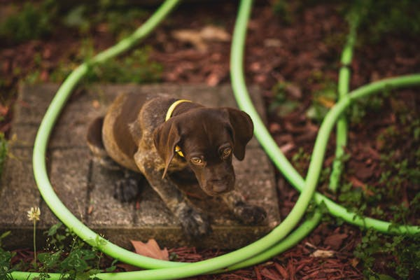 Brown dog outdoors looking down