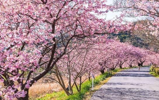 Kawazu Cherry Blossom Festival｜THE GATE｜Japan Travel Magazine: Find Tourism  & Travel Info