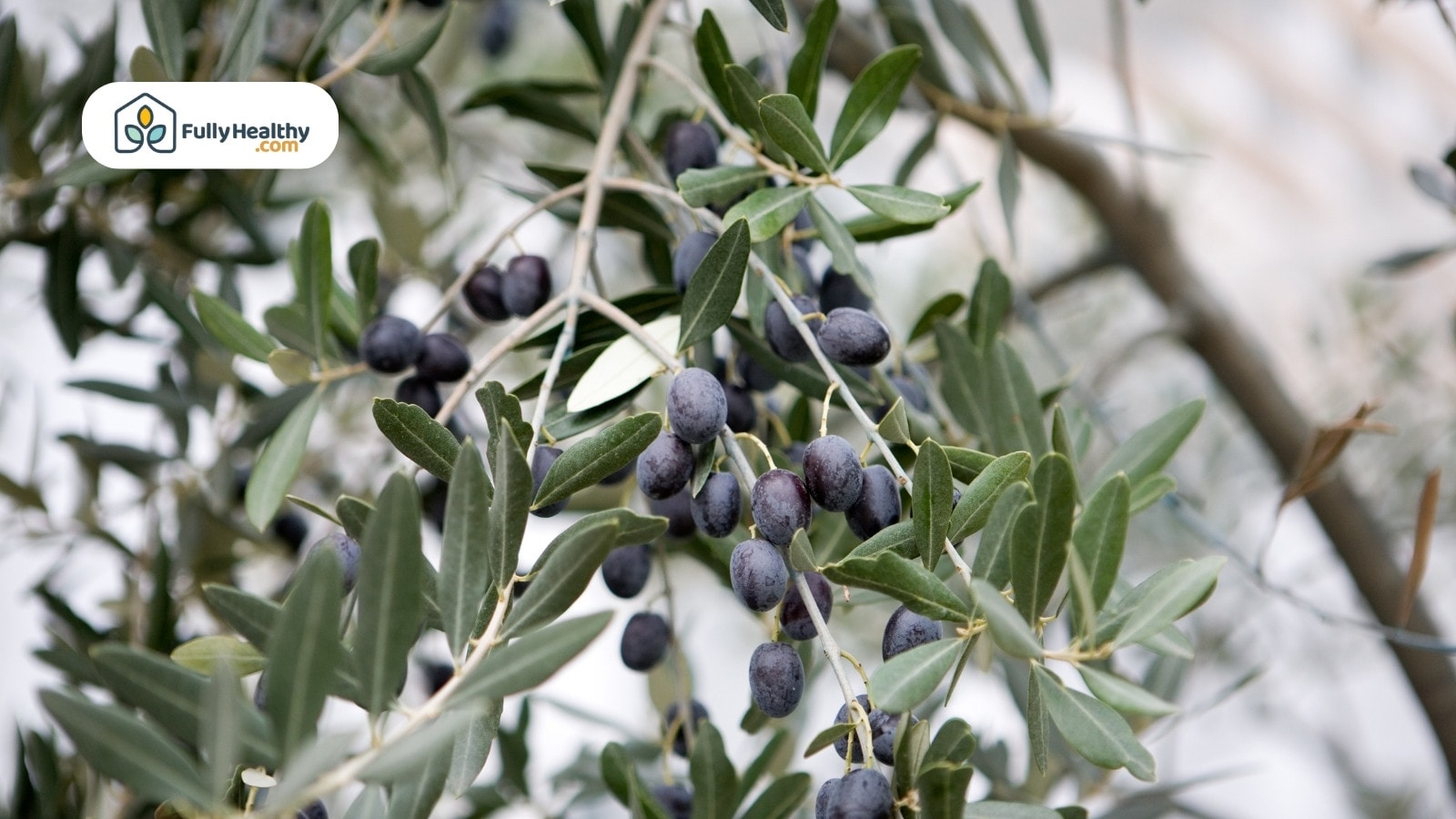 Ripe black olives growing on leafy olive tree branches