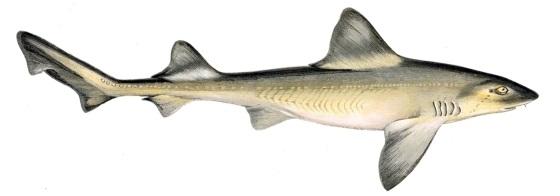 http://britishseafishing.co.uk/wp-content/uploads/2012/09/RS-Smooth-Hound-Profile3.jpg