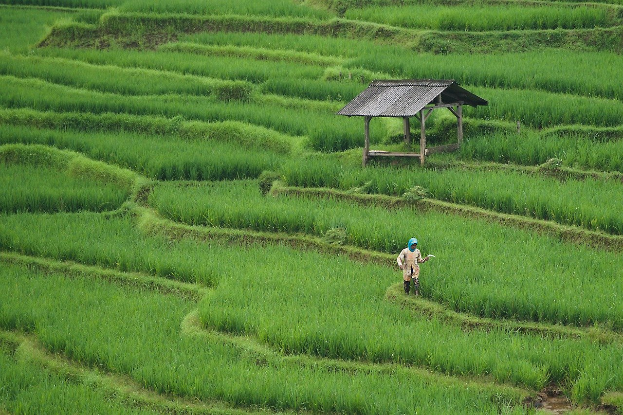 NGS Applications in Agriculture and Environmental Studies
