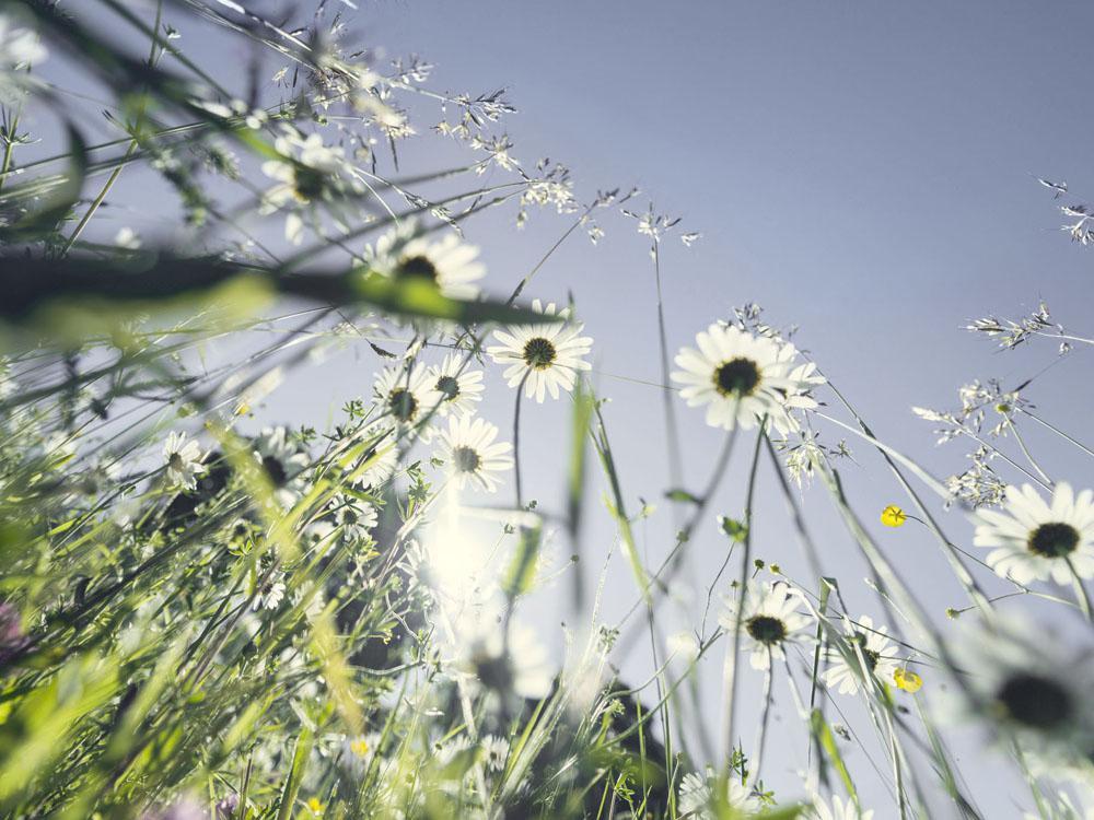 Une image contenant plante, plein air, ciel, herbe

Description générée automatiquement