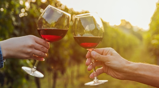 Two people raising their glasses of red wine in a vineyard at sunset.