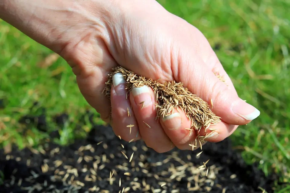 Perennial Ryegrass Seed