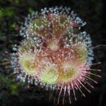 Burmann’s Sundew