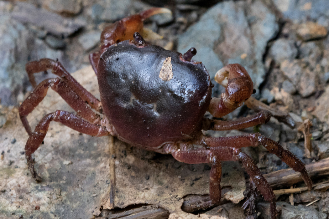 how to keep a pea crab alive