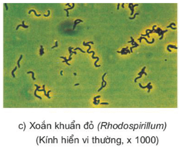 BÀI 7 - TẾ BÀO NHÂN SƠ VÀ TẾ BÀO NHÂN THỰC