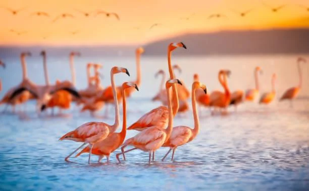 10 Places That Show Nature’s Grace, graceful nature, elegant landscapes, nature, forest, landscape, smooth scenery, soft visuals