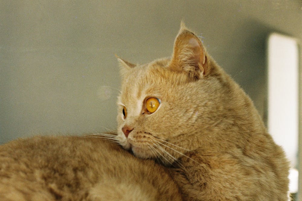 Cat Looking Behind
