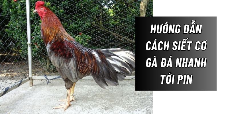 Hướng dẫn chủ nuôi cách siết cơ gà đá nhanh tới pin bo lớn đơn giản