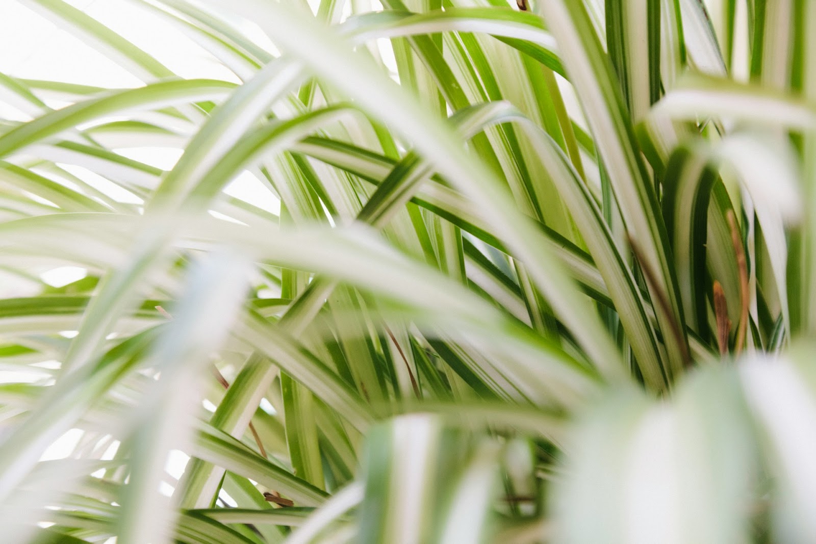 Growing Spider Plant Babies in Water