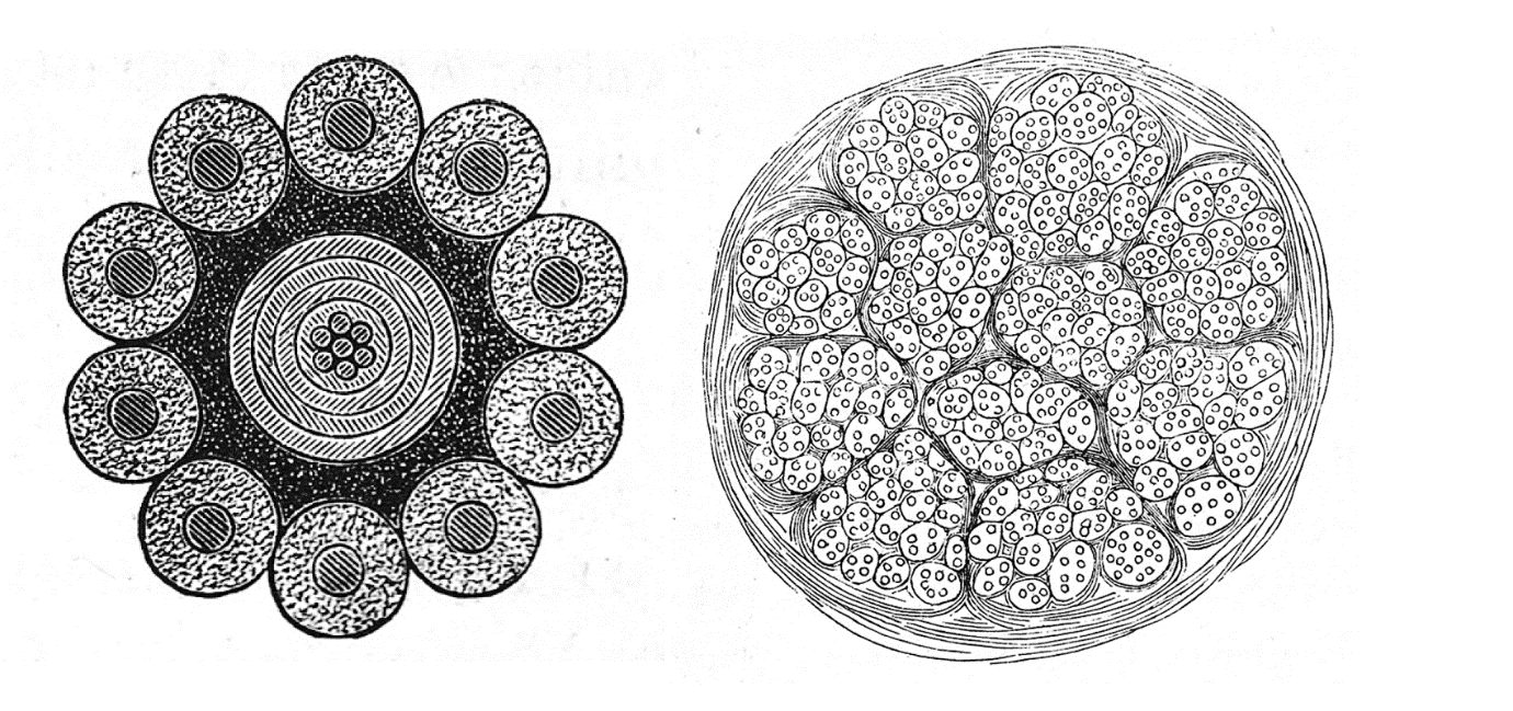 A close-up of a cross-section

Description automatically generated