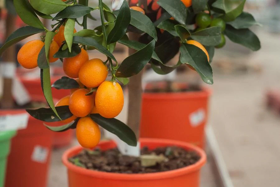 Benefits of Growing Calamondin