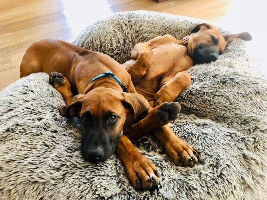 Kiara and Otis together as puppies - photo credit Saz Wilson