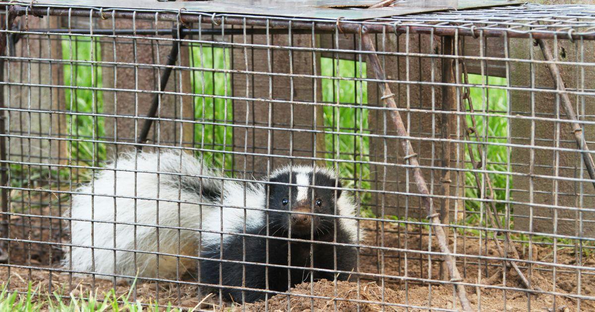 Common Skunks and Opossums: Understanding Their Behavior and Habitat