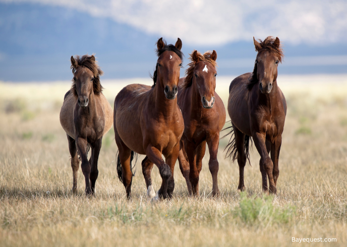 RDR2 Horse Names