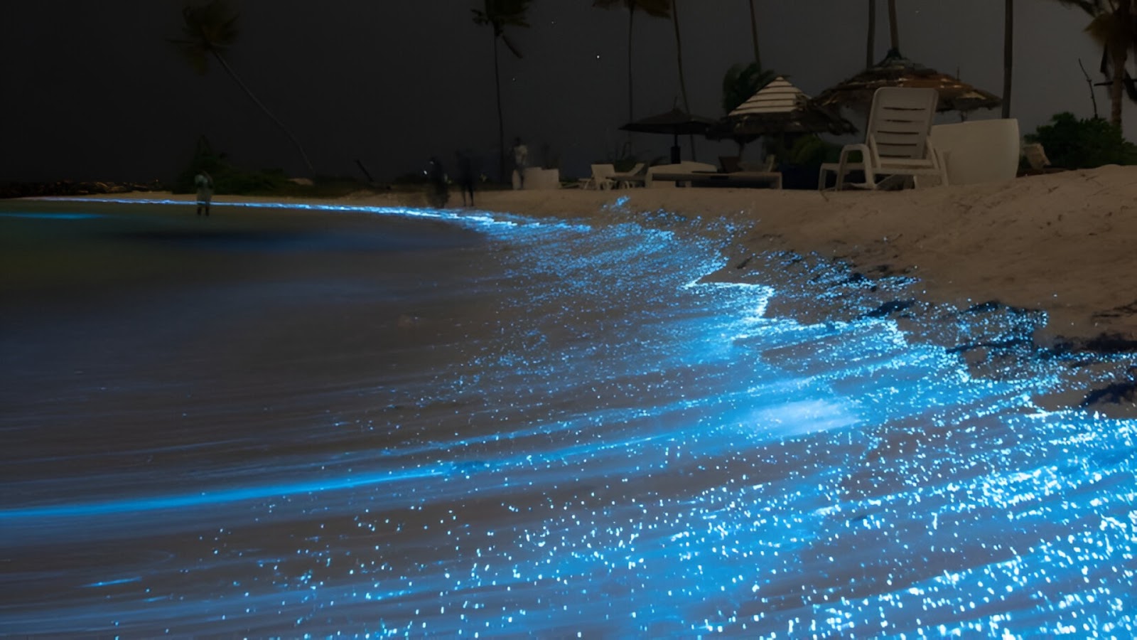 top bioluminescent sites in India: Havelock Island, Andaman & Nicobar Islands