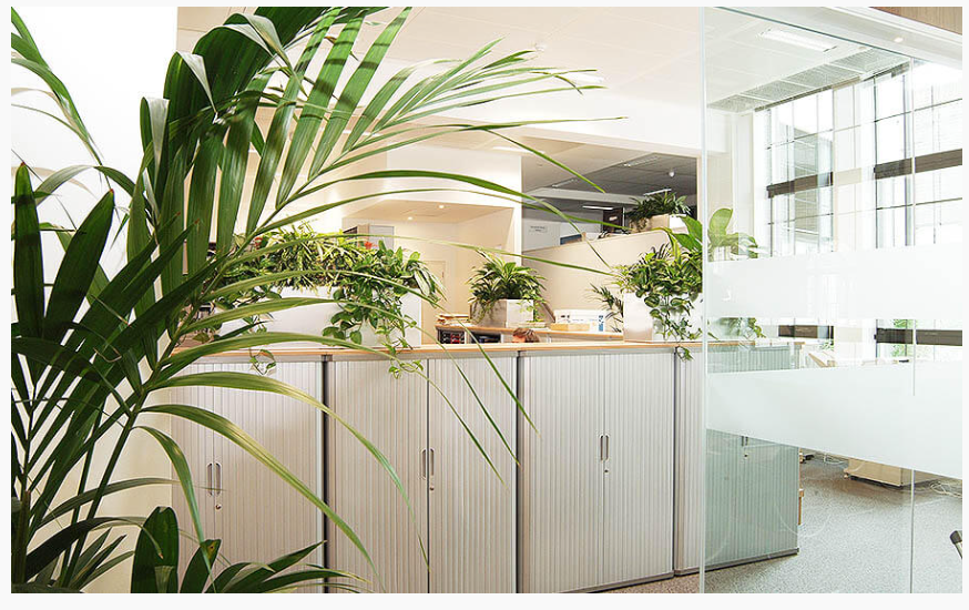 plants around a cubicle