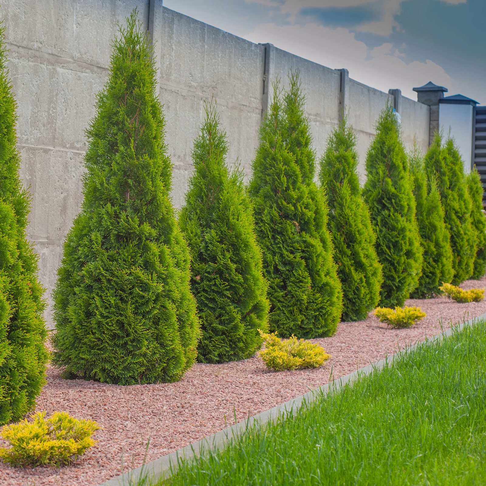 Arborvitae