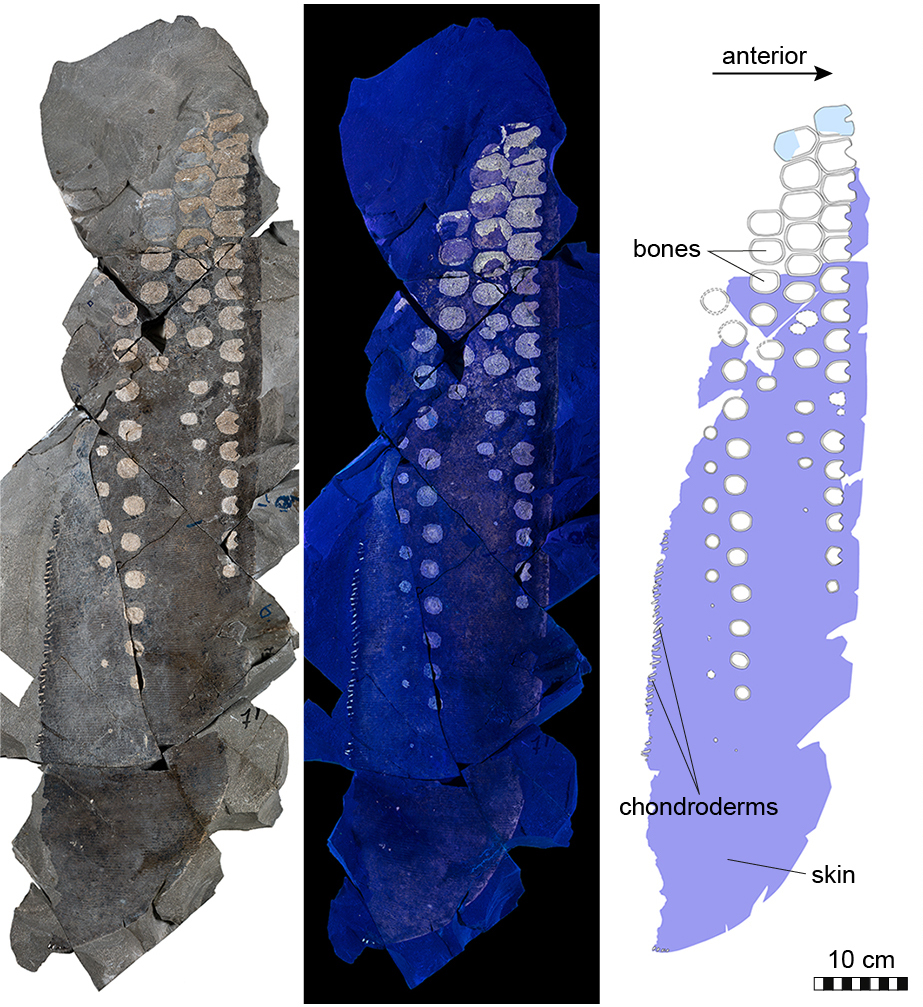 Scientists Discover New World In Our Solar System: ‘Ammonite’