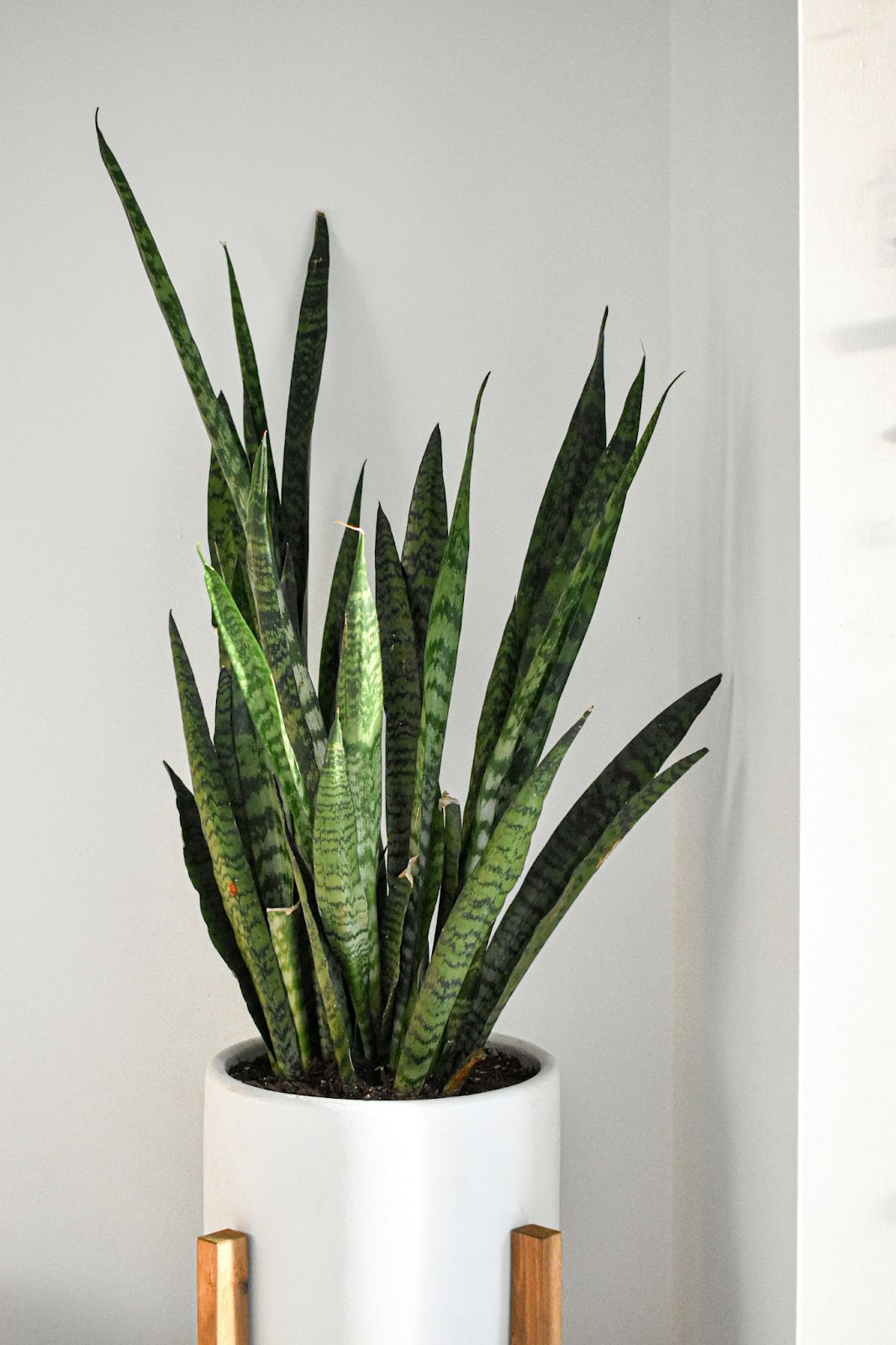 snake plant care