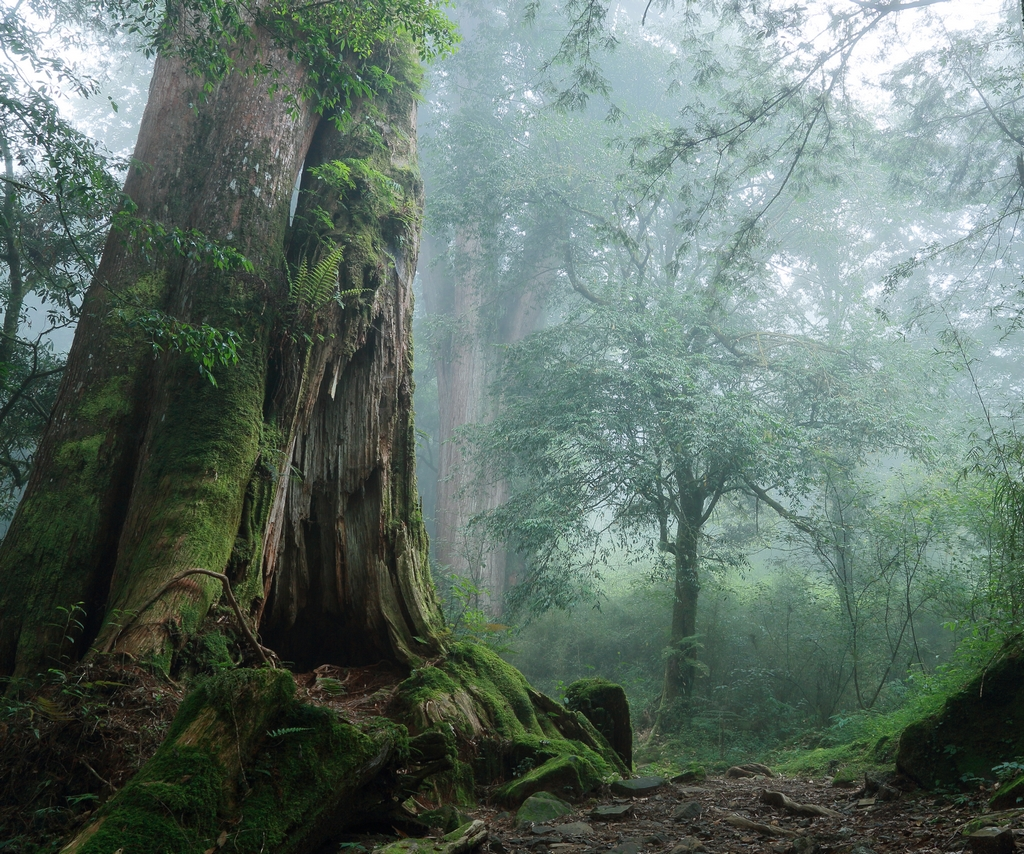 Alishan National Forest Recreation Area