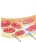 C:\Documents and Settings\Administrateur\Bureau\HEMOSTASUS\veine1.gif