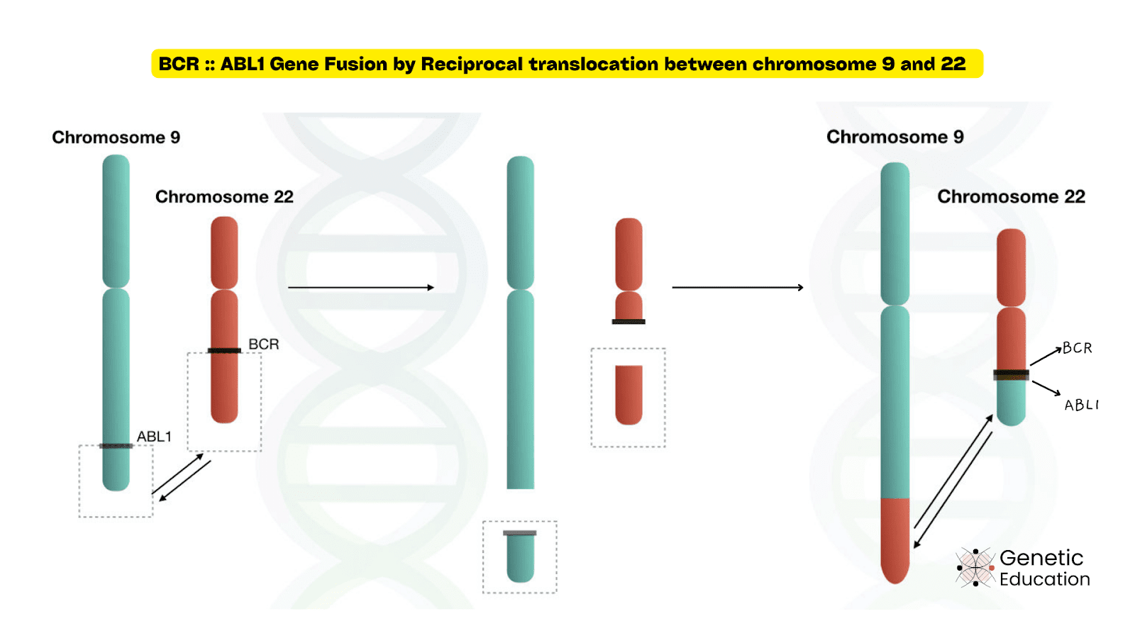 Illustration of BCR-ABL1 gene fusion by the chromosomal translocation.