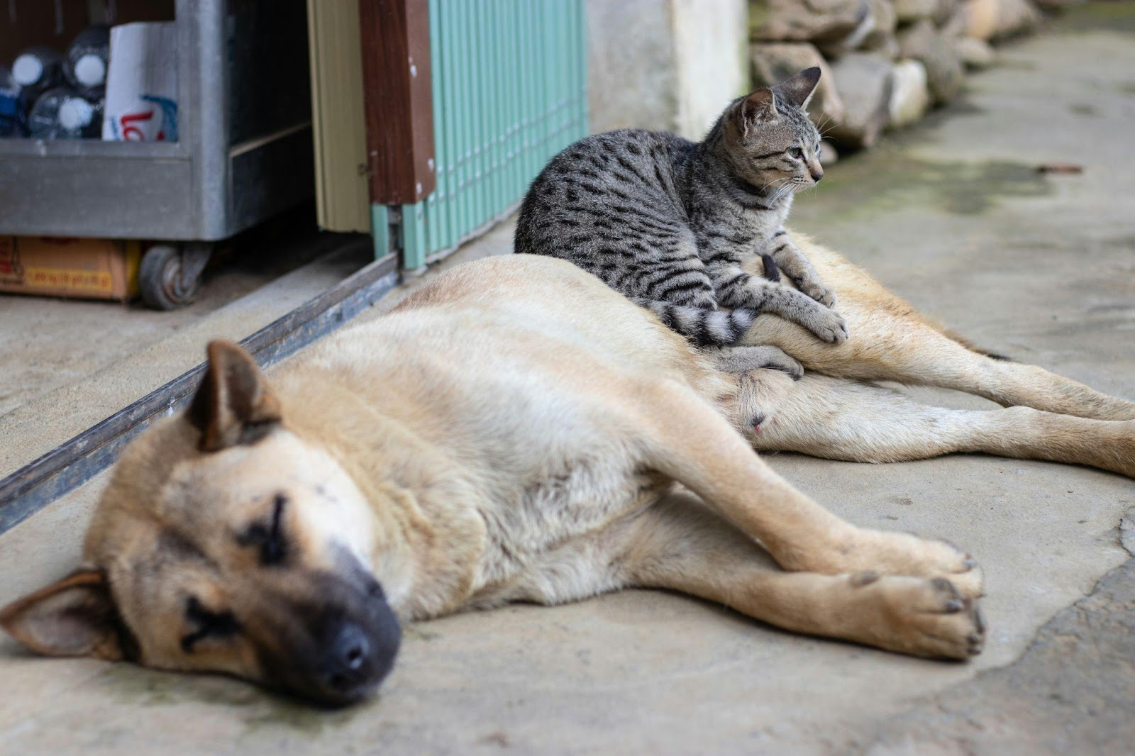 Heartwarming Cat-Dog Friendships That Will Restore Your Faith in Animals