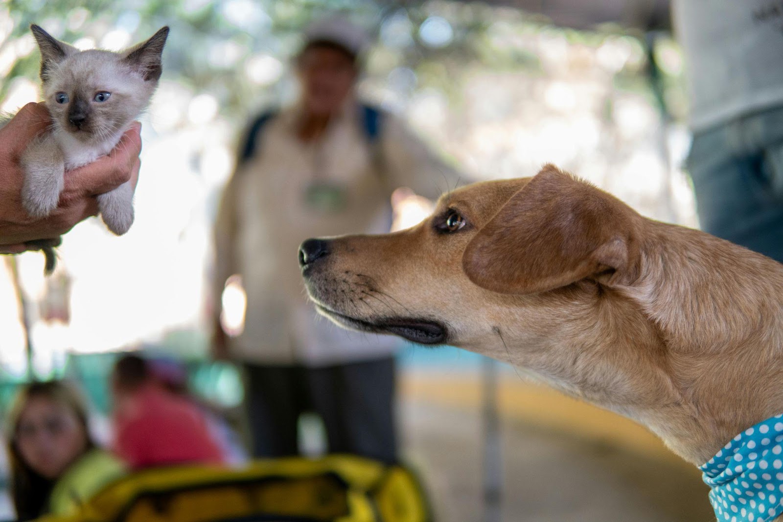 Heartwarming Cat-Dog Friendships That Will Restore Your Faith in Animals