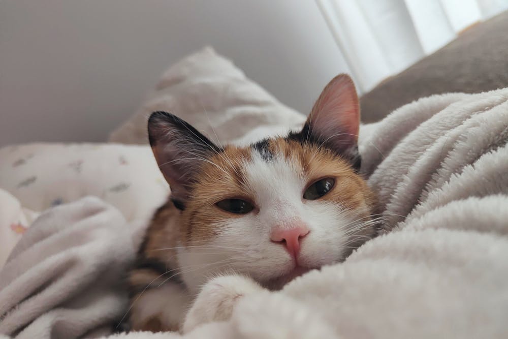 Close-up of a Cat Lying in Blankets on the Bed