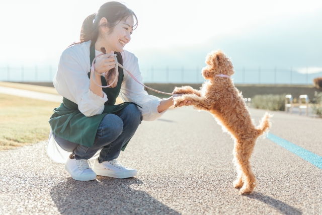 飼い主に手を差し出すトイプードル