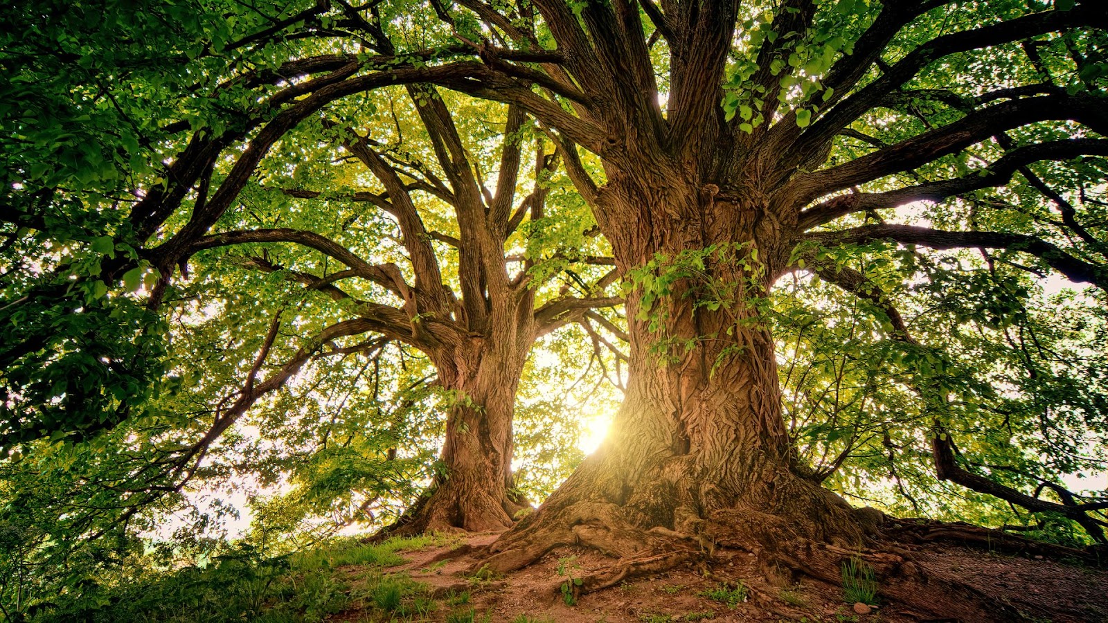 Indian Trees Ideal for Creating Shade Equity