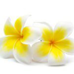 White Frangipani