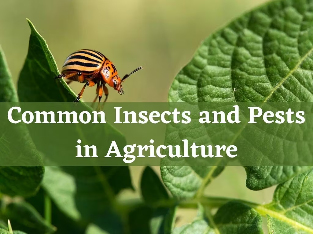 Common Pests and Their Symptoms