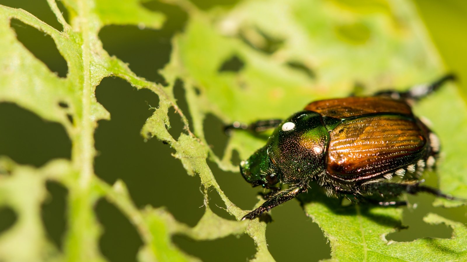 The Japanese beetle has a shiny green body with copper-brown wing covers and black-tipped legs, feeding on green leaves, leaving behind uneven holes.