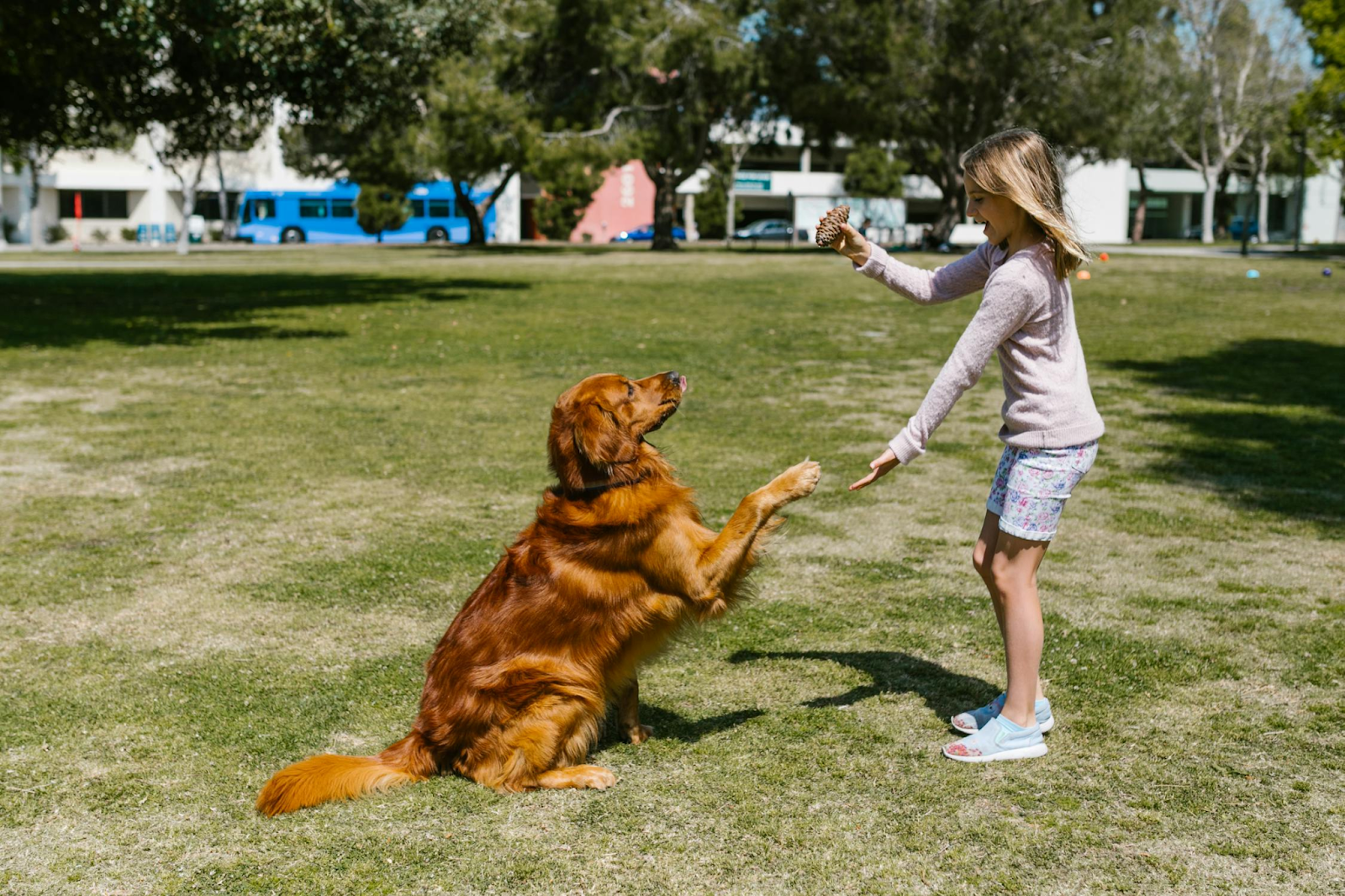 Dog Training