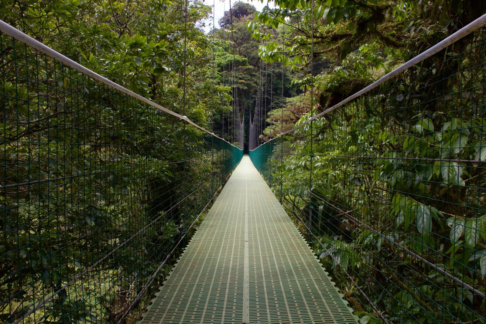 A bridge in Costa Rica allows couples to explore the lush forest life. 