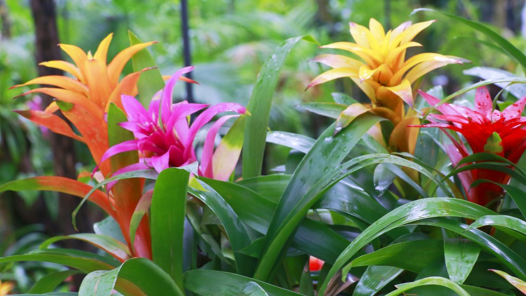 Botany of Bromeliad Plant