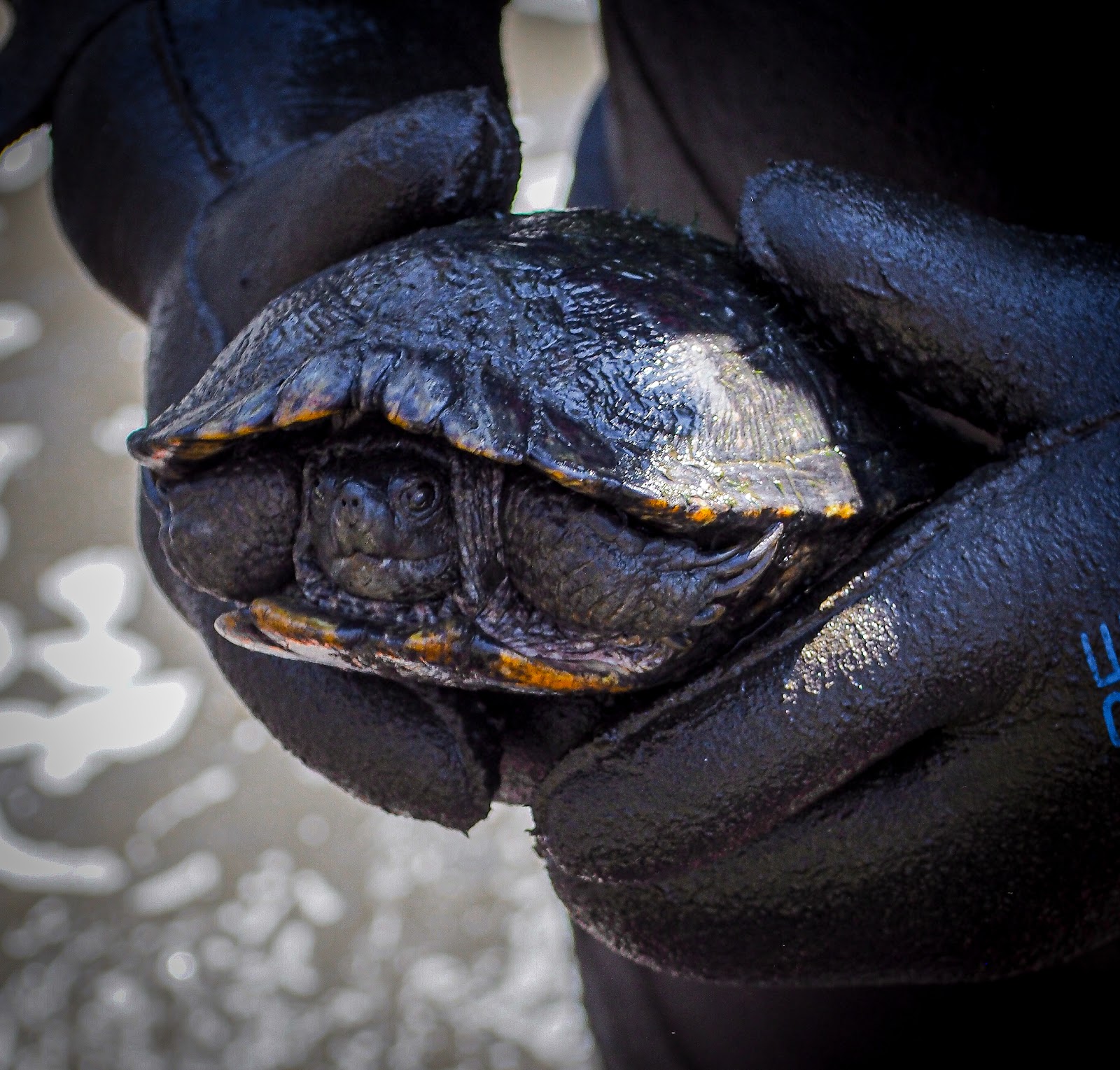 Diver works to preserve pond wildlife.