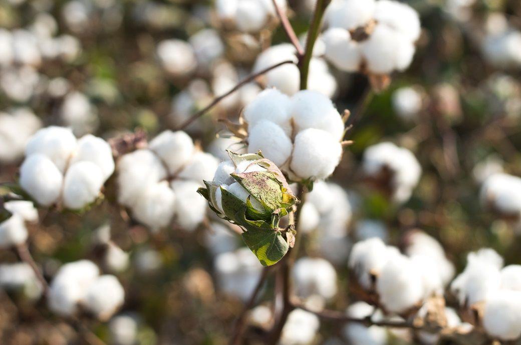 ICE cotton loses momentum after weaker US export sales