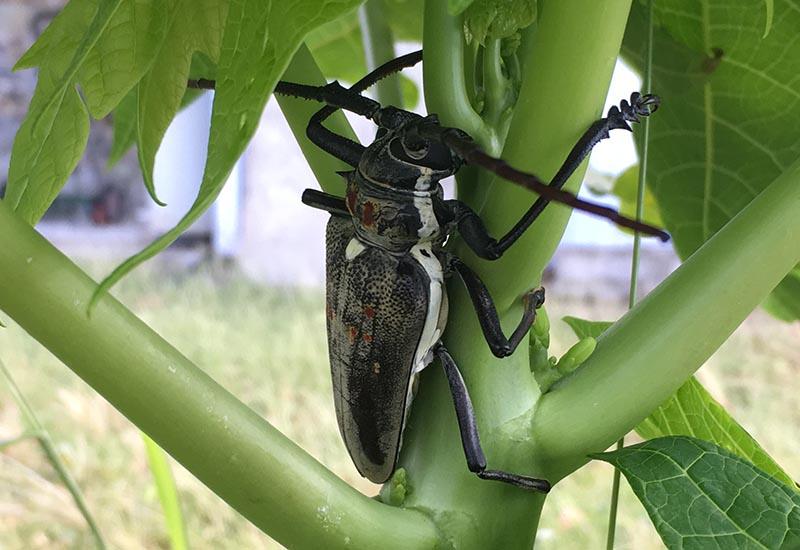 C:\Users\HILARIOUS ANTHONY\Downloads\mango_stem_borer_usvi_lee.jpg