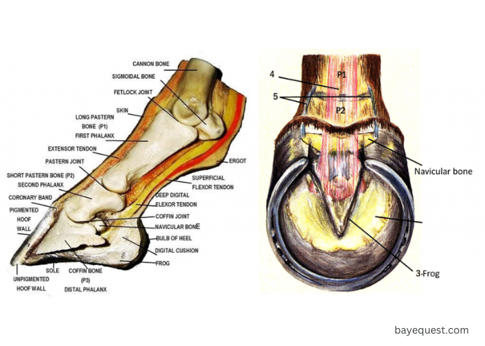 Types of Hoof Cracks