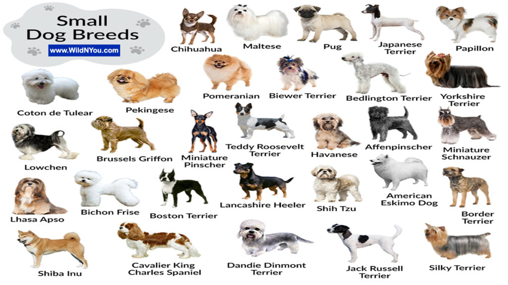 Various small dog breeds which include Chihuahua, Maltese, Pug, Japanese Terrier, Papillon, Coton de Tulear, Pekingese, Pomeranian, Biewer Terrier, Bedlington Terrier, Yorkshire Terrier, Lowchen, Brussels Griffon, Teddy Roosevelt Terrier, Miniature Pinscher, Havanese, Affenpinscher, Miniature Schnauzer, Lhasa Apso, Bichon Frise, Boston Terrier, Lancashire Heeler, hih Tzu, American Eskimo Dog, Border Terrier, Shiba Inu, Cavalier King Charles Spaniel, Dandie Dinmont Terrier, Jack Russell Terrier, and Silky Terrier.